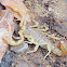 Arizona Striped-tail Scorpion