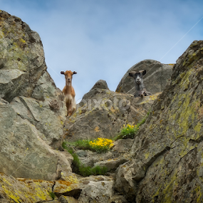 Two Goats by Aurelian N. - Animals Other