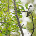 Eastern Kingbird