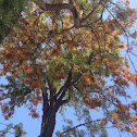 Southern silky oak