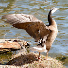 Canada Embden hybrid goose