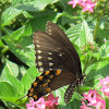 Spice bush swallowtail