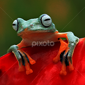 by Benny Sugiarto Eko Wardojo - Animals Amphibians