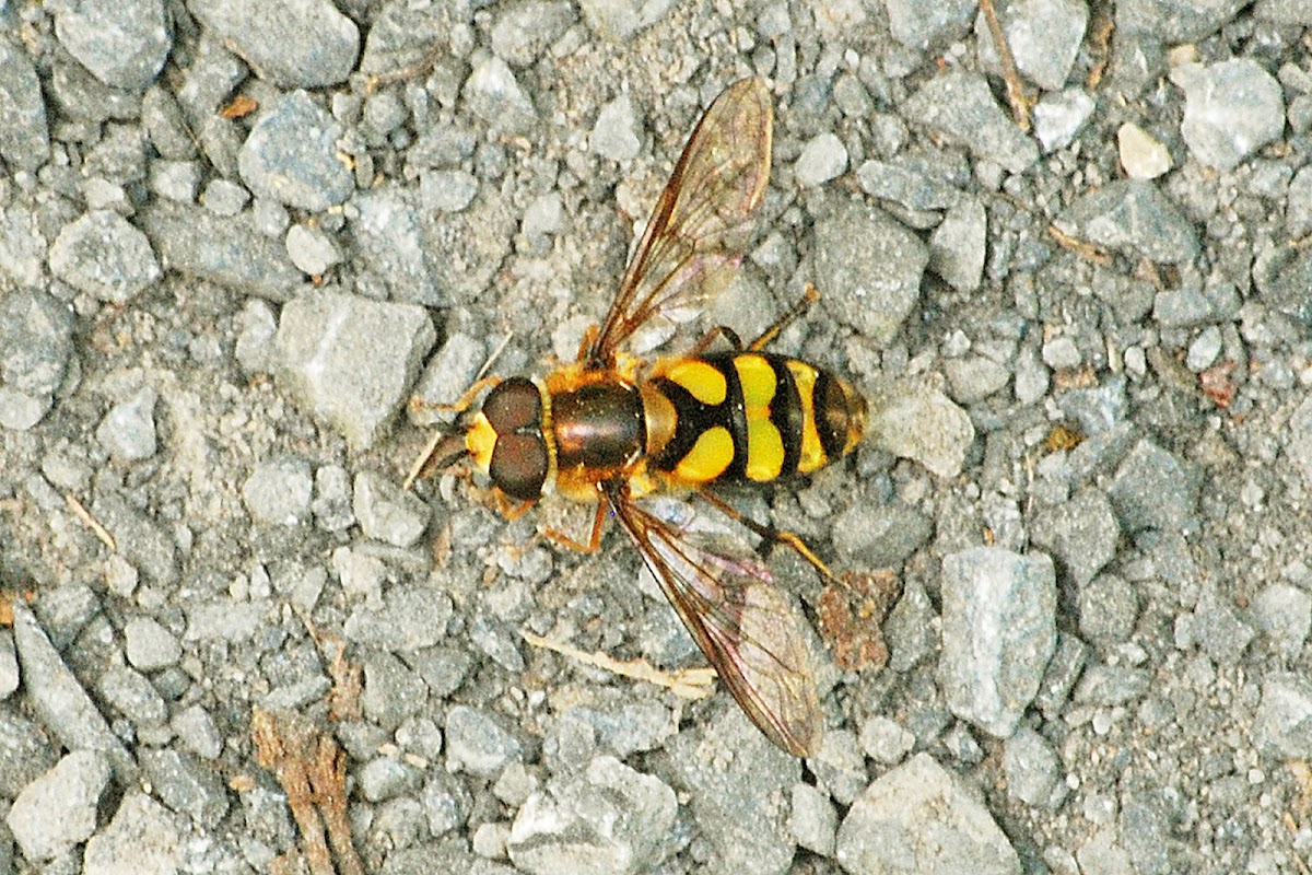 Hornet Flower Fly
