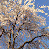 Cherry tree sp./ Cherry blossoms