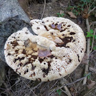 Resinous Polypore