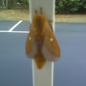 Orange tipped Oakworm Moth