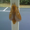 Orange tipped Oakworm Moth
