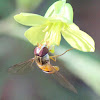 Black-banded Hoverfly