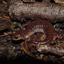 Columbia Torrent Salamander