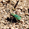 green tiger beetle