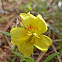 Pinebarren Frostweed