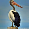 Australian Pelican