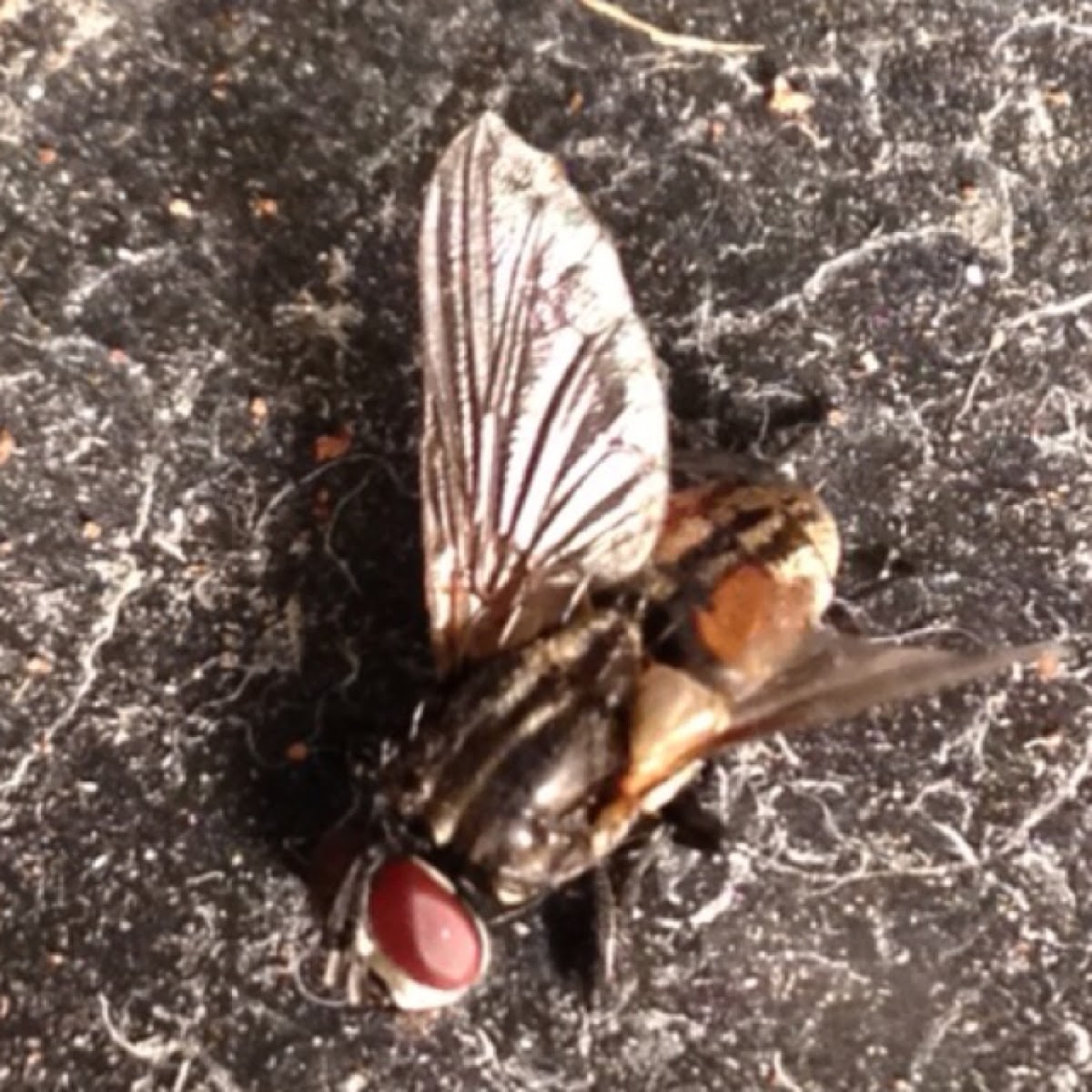 Housefly