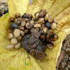 Civet coffee beans