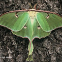 Luna moth