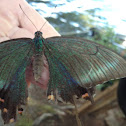 Alpine Black Swallowtail