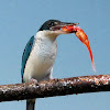 collared kingfisher