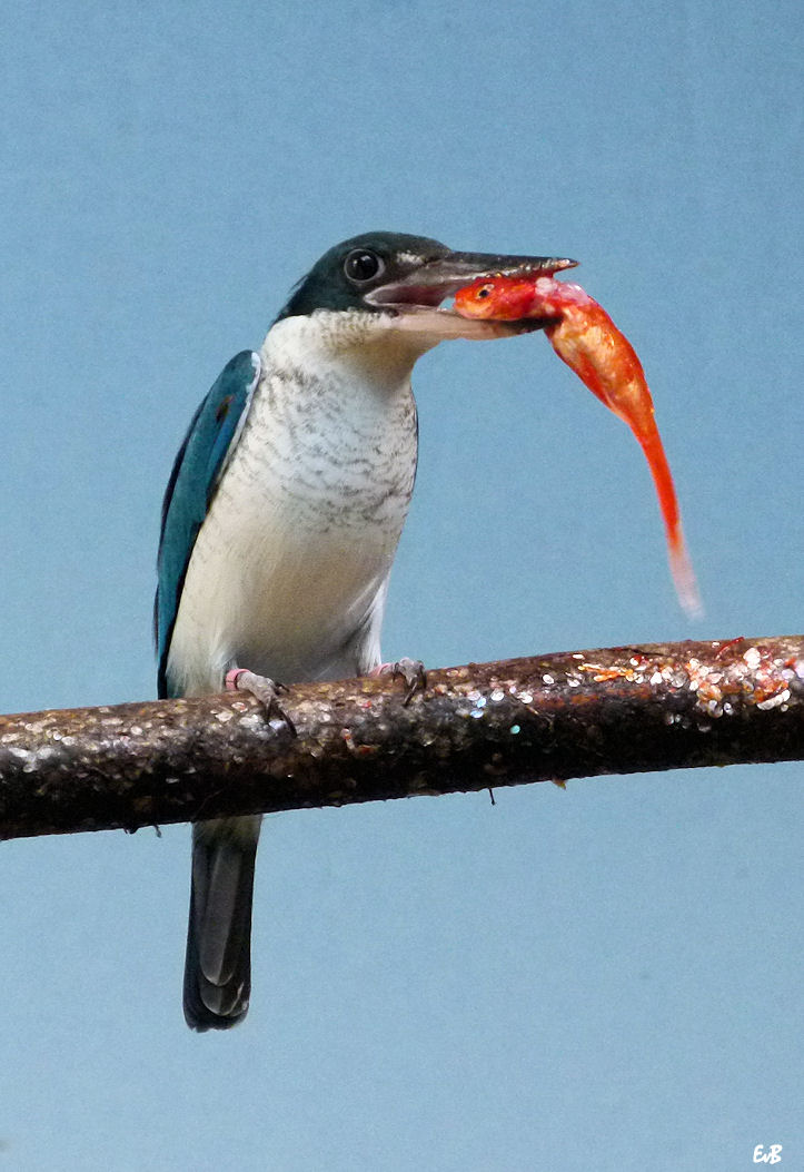 collared kingfisher