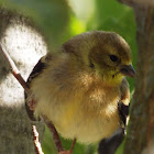 American Goldfinch (Baby)