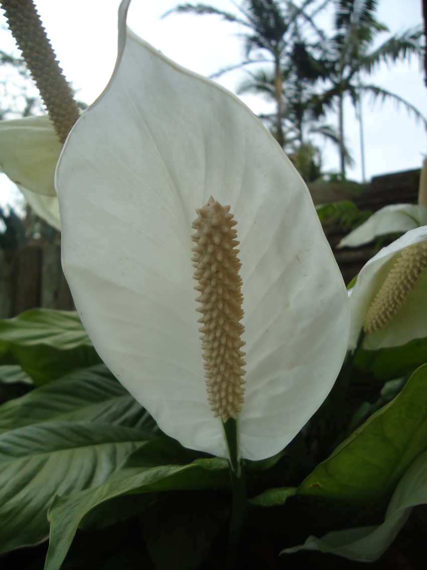 Peace lily ( Lírio-da-paz )
