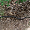 Black Rat Snake