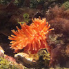 Northern red anemone