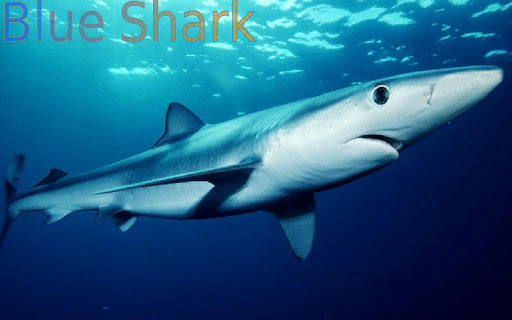 【免費教育App】Sharks of the World-APP點子