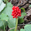 Jack in the pulpit seed berries