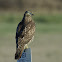 Juvenile Red-tailed Hawk