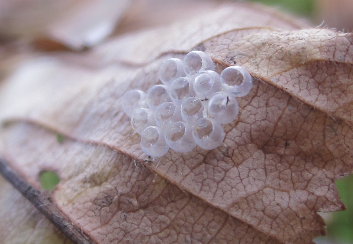true bug eggshells