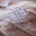 true bug eggshells