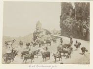 Geiten en geitenhoeder op de weg in het bergachtige Corsicaanse landschap