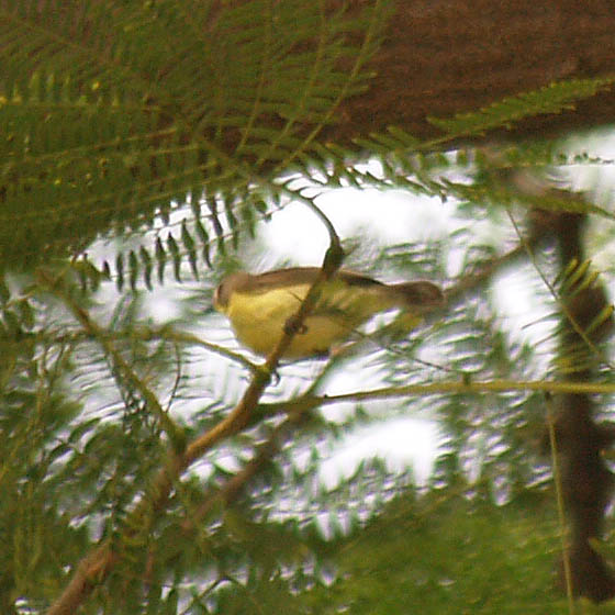 Golden-bellied Gerygone (Flyeater)