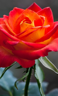 How to mod Rose Live Wallpaper 1.0 unlimited apk for laptop