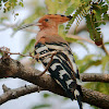 Common Hoopoe