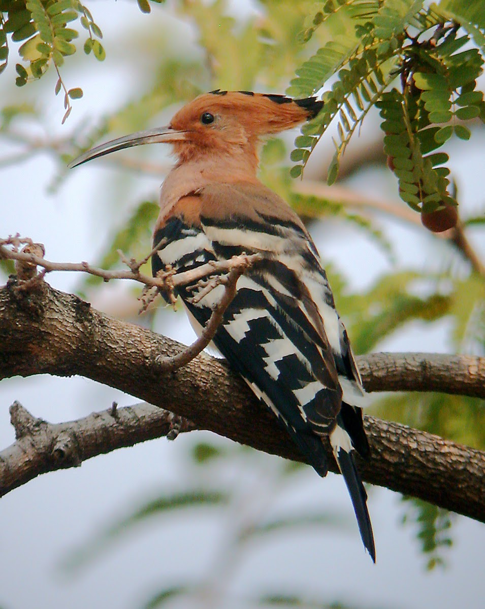 Common Hoopoe