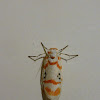 Red lined Tiger Moth 二斑叉紋苔蛾＼優雪苔蛾