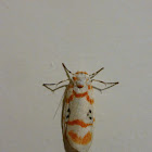 Red lined Tiger Moth 二斑叉紋苔蛾＼優雪苔蛾