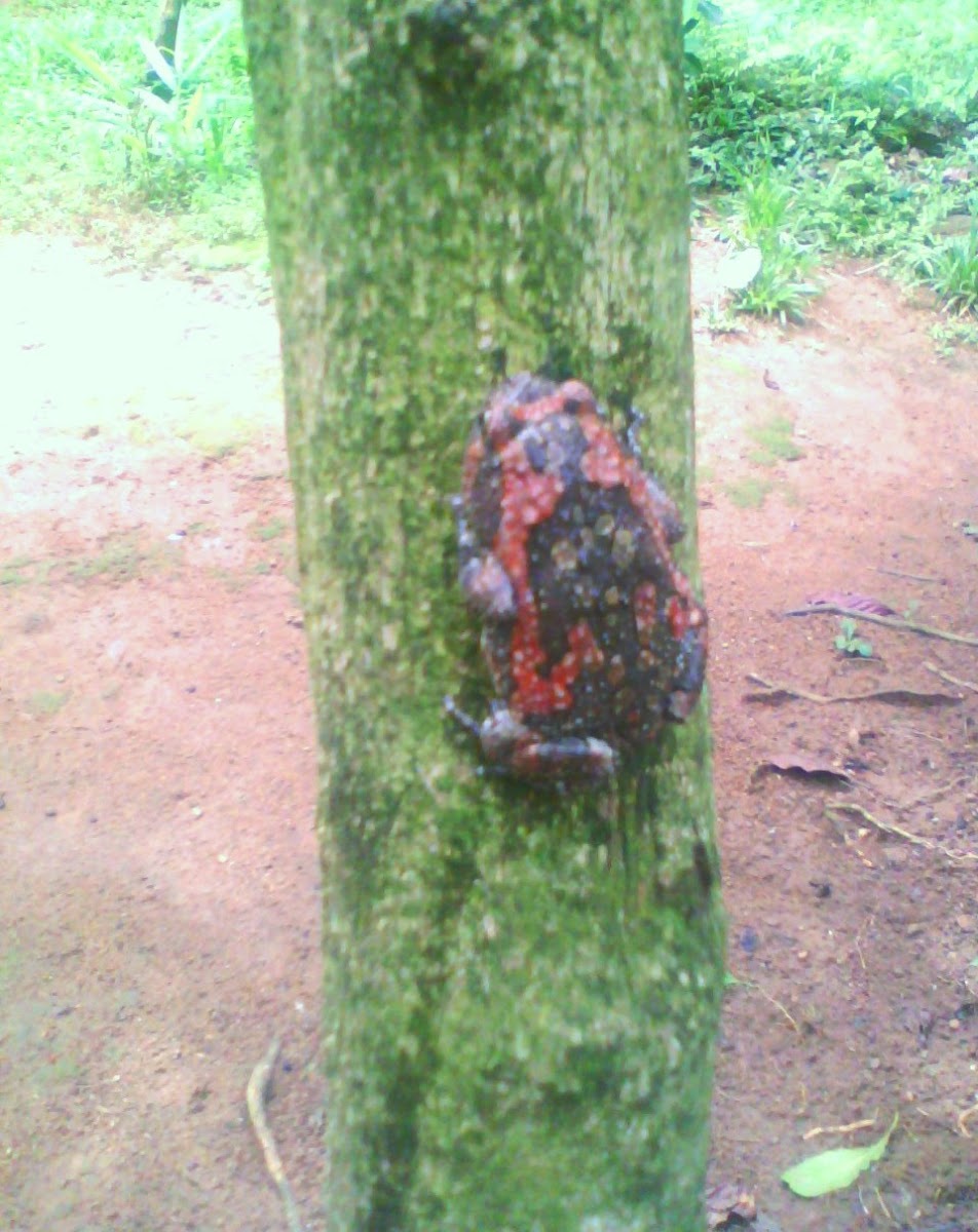 Sri Lankan Bullfrog