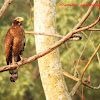 Crested serpent eagle