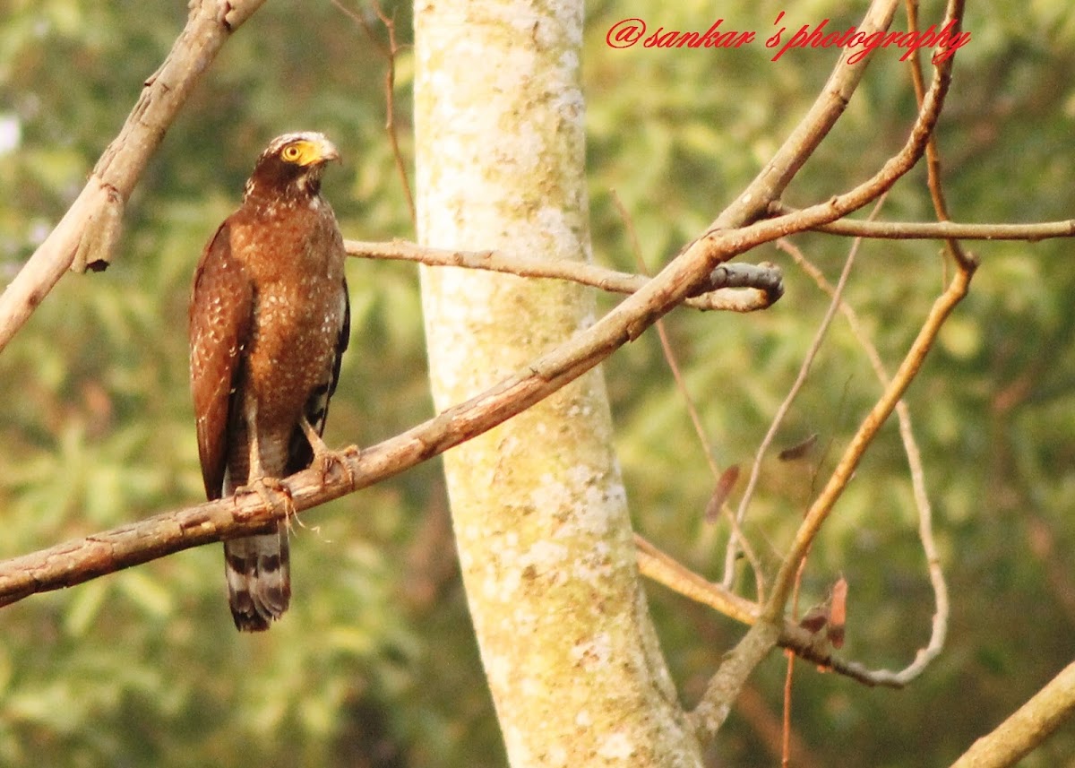 Crested serpent eagle