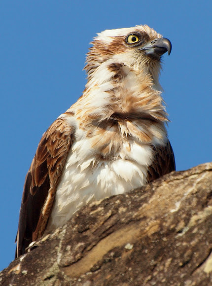 Eastern Osprey | Project Noah