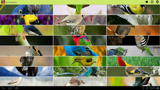 免費下載個人化APP|Birds Wallpapers app開箱文|APP開箱王
