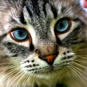 Doofus. by Todd Bellamy - Animals - Cats Portraits