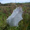 Nursery Spider web