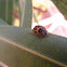 Asian ladybird beetle