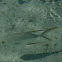 Snubnose Pompano / Trachinotus (Stachelmakrele)