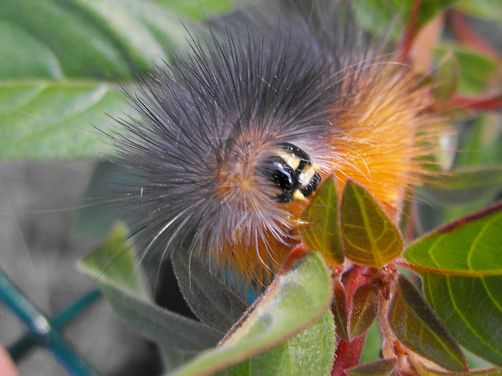 Salt Marsh Moth (Caterpillar)