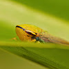 Sharphooter Leafhopper